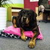 This is Hope's dog Jess, she's almost blind... turns 12 in December and comes to office quite often.
