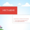 Slimline Business Cards - Nectarine Photography